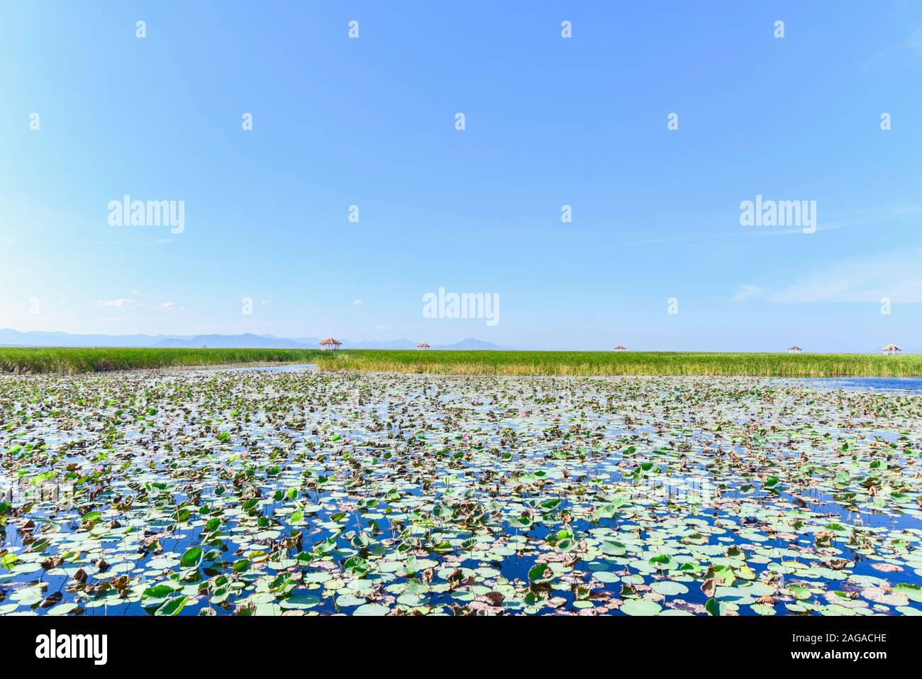 Lotus Lake a Khao Sam Roi Yot National Park Foto Stock