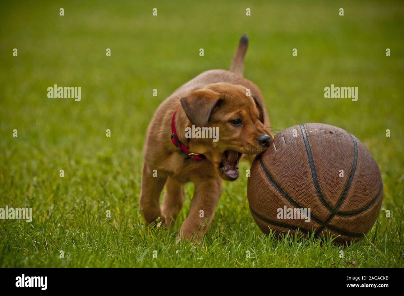 Adorabile cane che gioca con un basket su un campo erboso Foto Stock