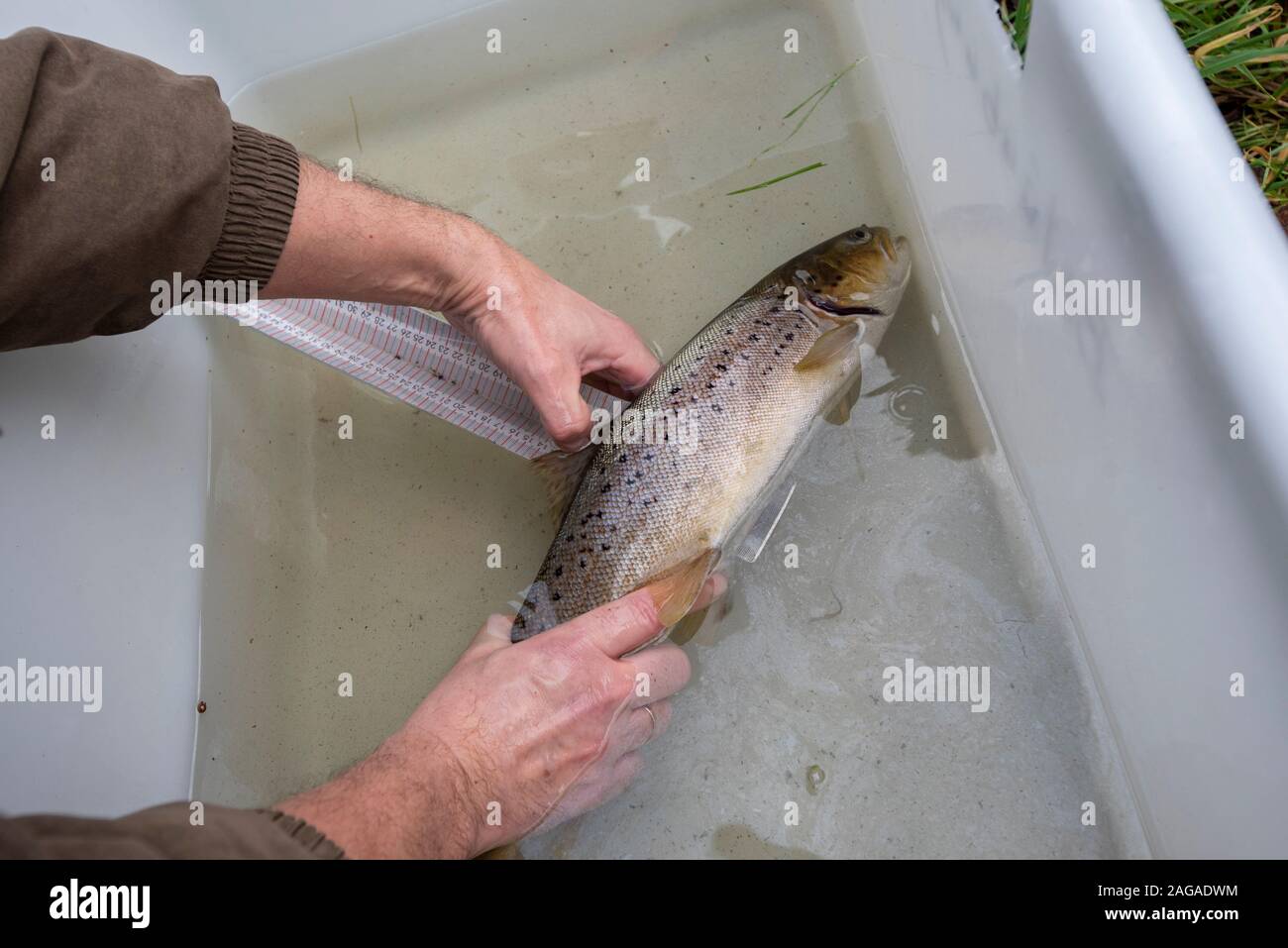 Zerbst, Sassonia-Anhalt, Germania. 18 dic 2019. Steffen Zahn dall'Istituto per la pesca nelle acque interne a Potsdam è mancante di una trota di mare. Esso era stato catturato durante una pesca di prova per dimostrare che le trote di mare e salmoni stavano tornando al fiume Nuthe vicino a Zerbst. Credito: Mattis Kaminer/Alamy Live News Foto Stock