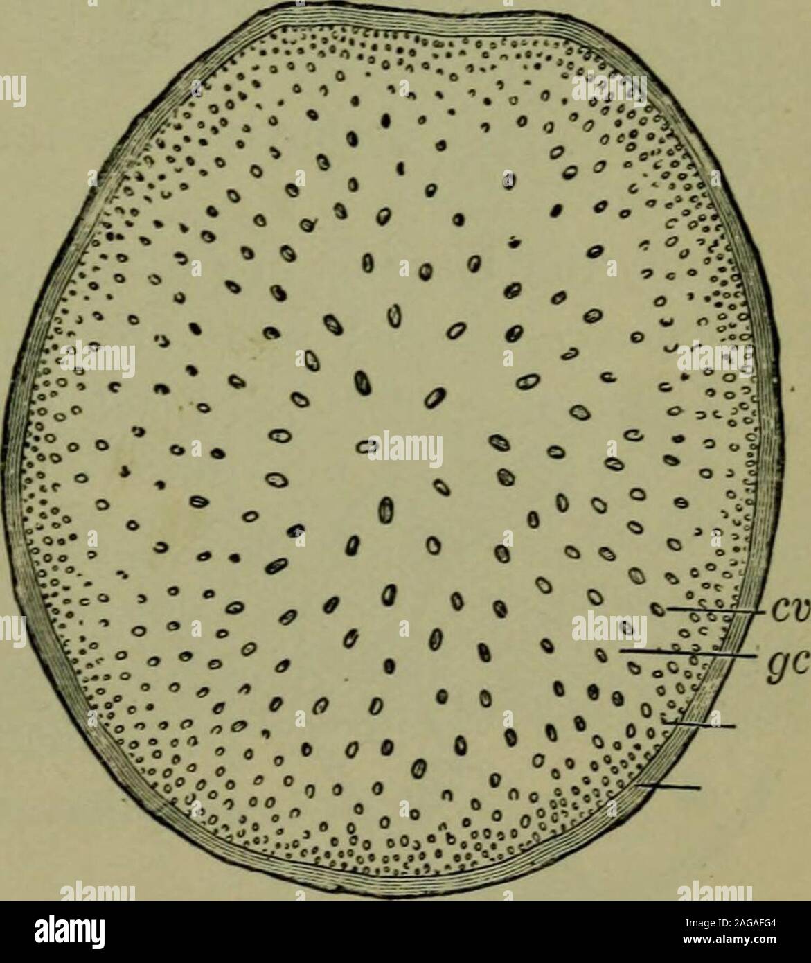 . Fondamenti di botanica. ngth. Kote il carattere della superficie esterna.schizzo tutto il pezzo ed etichettare i nodi allargata e il quasi cilindrico con internodi. Taglio attraverso un mais-stelo ed esaminare il taglio sur-faccia con la lente di ingrandimento.Fare alcune sezioni come asthey sottile può essere tagliato e examinewdth la lente di ingrandimento(che li detiene fino alla luce)o con un microscopio di dissezione.Nota ditta crosta, compostodal epidermide e underljdngtissue, la grande massa di pithcomposing la parte principale di thestem, e i tanti piccoli harderand più macchie opache, whichare il cut-off termina di compagnia thewoody Foto Stock