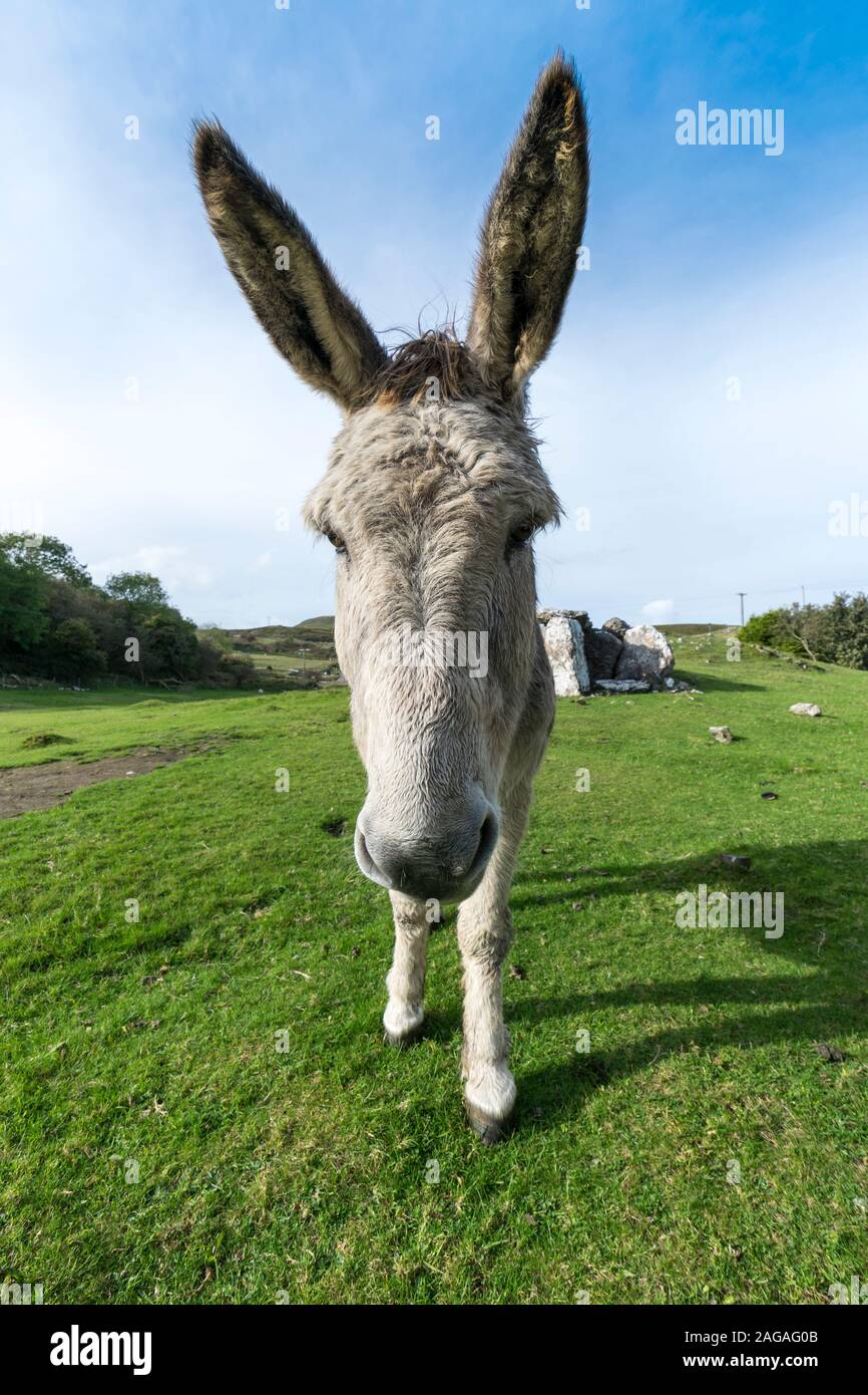 Asino o mulo su grande Ormes testa il Galles del Nord vicino a Llandudno Foto Stock