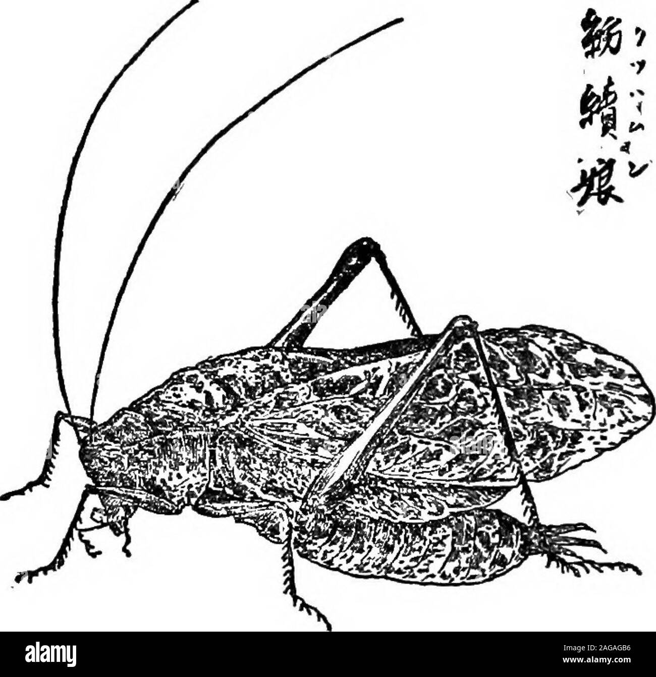 . Prodotti esotici e retrospettive. e gli insetti sul conto del suo grande fissando gli occhi. Immagini ofKing Emma sono sempre realizzati con molto grande e terribile gli occhi. 72 prodotti esotici e retrospettive secolo. Le righe seguenti, da un unknownpoet, che contengono questa citazione, thereforeconsiderably sono più di undici cento yearsold: - Niwa-kusa niMurasame furite Korogi noNaku oto kikebaAki tsukinikeri. 3•a [ le docce hanno un %* spruzzò il gar-den-erba. Ascoltare-ing il suono del pianto di thekorogi, ho knowthat l'autunno è venuto.] Emma-korogi. Kutsuwamushi. Ci sono diverse varietà di questo extraordinarycreature, Foto Stock