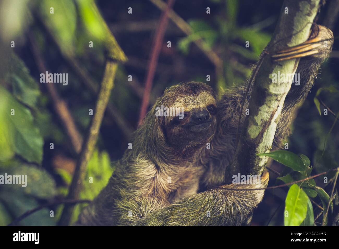 Una Tre-dita bradipo nel selvaggio. Foto Stock