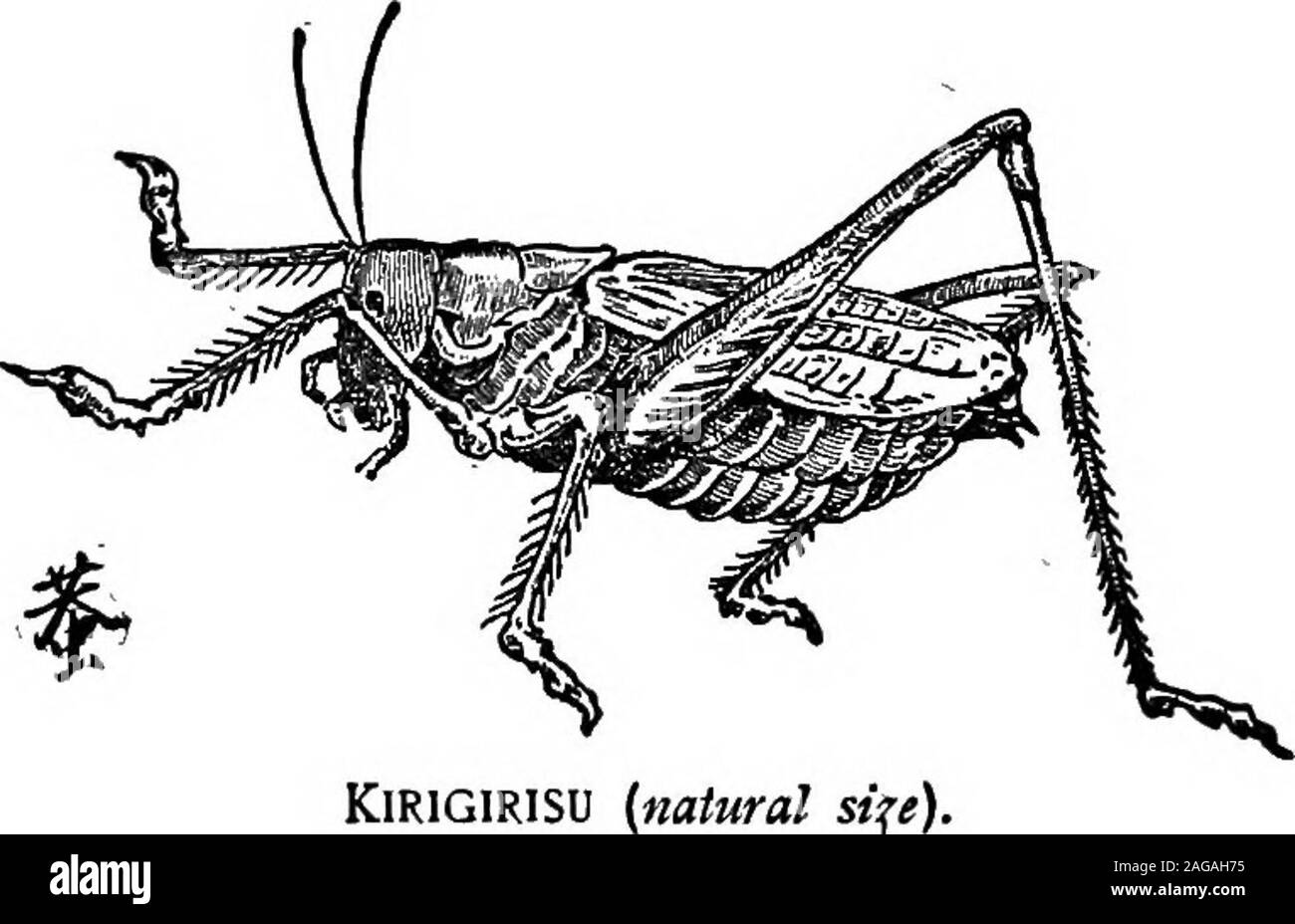 . Prodotti esotici e retrospettive. Ma, %u-i-in-t%5 / - %u-i-in-t^ol - dicono i Giapponesi. Kirigirisu.1 vi sono diverse varietà di questo tanto prizedinsect. Il abura-kirigirisu, un giorno-cantante, è una creatura adelicate, e deve essere attentamente nourishedin confinamento. La tachi-kirigirisu, una notte-cantante, è più comunemente reperibili sul mercato.catturato kirigirisu venduti a Tokyo sono mostlyfrom il quartiere di Itabashi, Niiso, andTodogawa; e questi, che recupera il livello elevato dei prezzi,sono considerati i migliori. Essi sono grandi vigorousinsects, pronunciando molto note chiare. Da Kujiukuriin Kadzusa altri e molto più conveniente Foto Stock