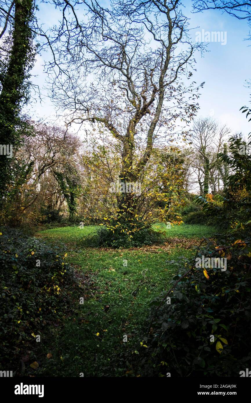 Colan boschi. Un castagno castanea sativa cresce nel terreno incolto della storica Abete Hill Manor in Parrocchia Colan in Newquay in Cornw Foto Stock