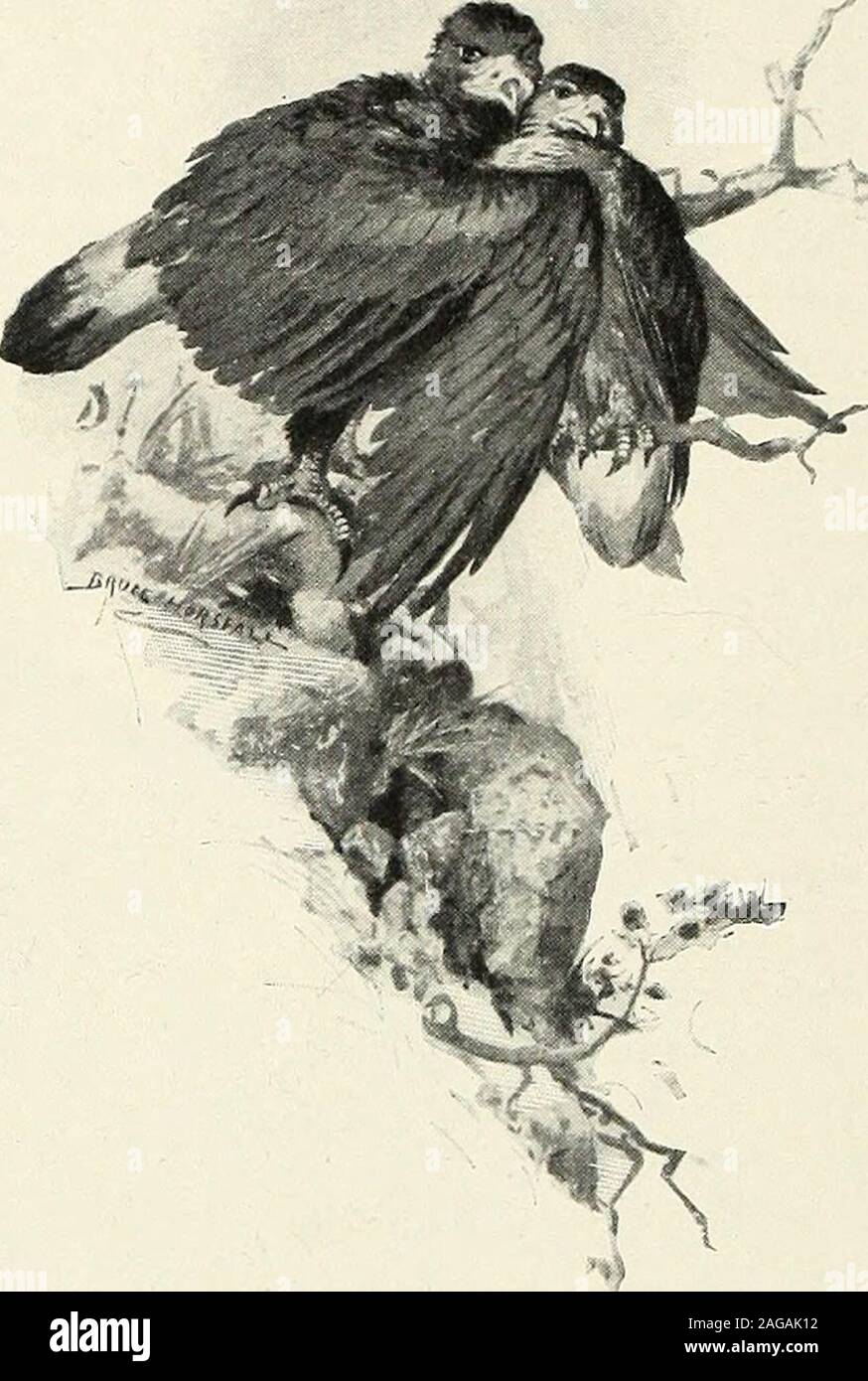 . San Nicola [numero]. III-: S I WED AL RESTO splendide storie di tutto ciò che aveva visto sul greenearth e nel blu del cielo. Il legno-uccelli werenever stanco di sentire questi racconti, e wouldlisten, con i loro occhi rotondi fisso su di lui, con-out agitazione una piuma, anche per ore ed ore. GOLDY sentì i suoi padri CREAT le alette si piegano su di lui. lontano e tenere la piccola canzone-uccelli di sicuro. Theycalled lui loro principe, e la speranza che egli wouldalways stare con loro. Ma Goldy tanto atteso per la sua casa sulla moun-tain-top e per il padre e i vecchi hegrew il più forte è cresciuto il desiderio; per thatquiet vita non era nat Foto Stock