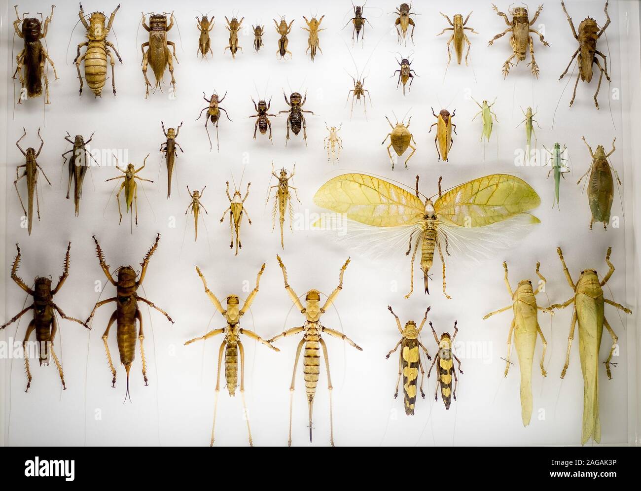 Raccolta di molti insetti differenti grandi e piccoli su un superficie bianca Foto Stock