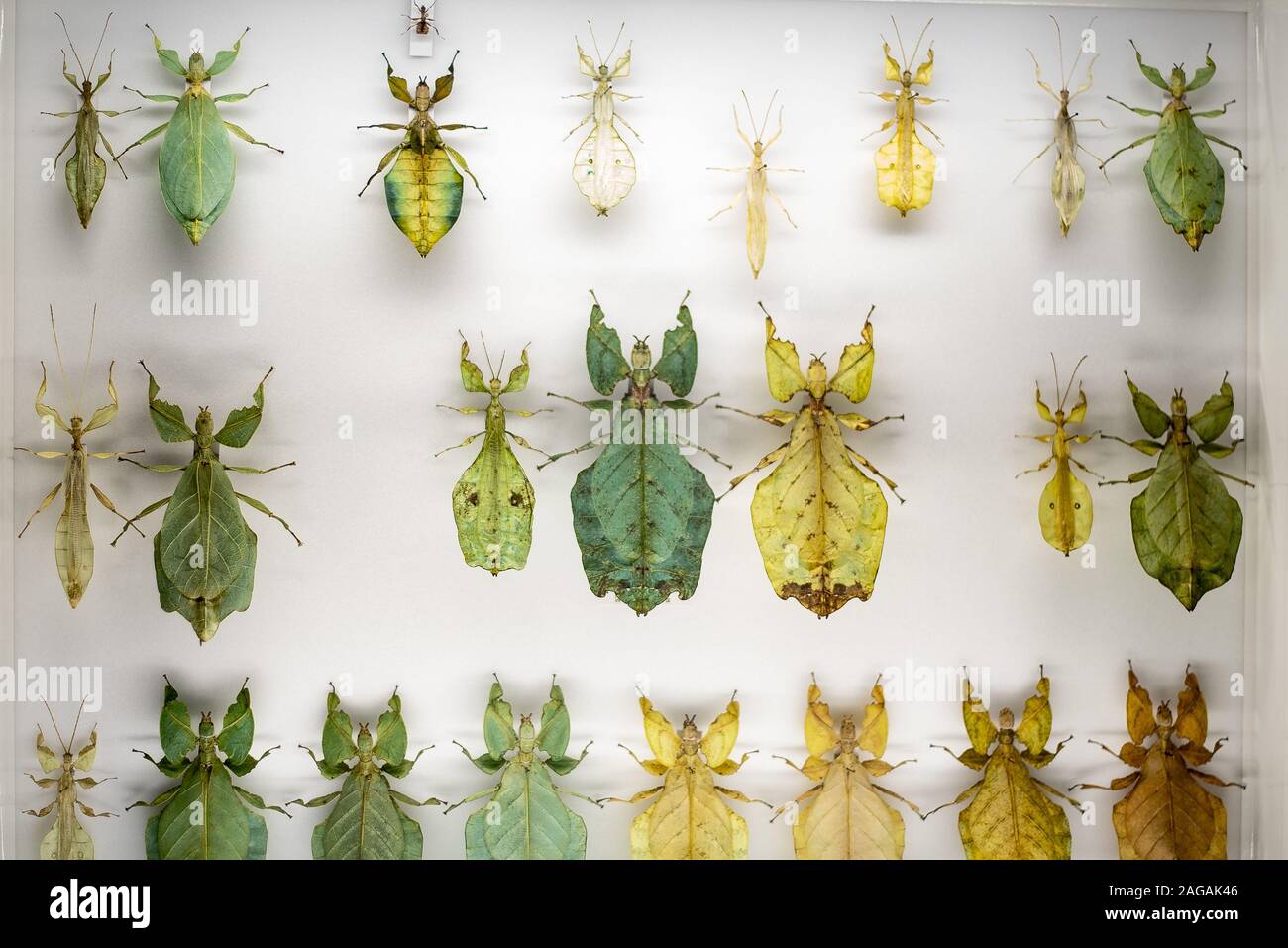 Raccolta di molti insetti grandi e piccoli di diversi colori su una superficie bianca Foto Stock