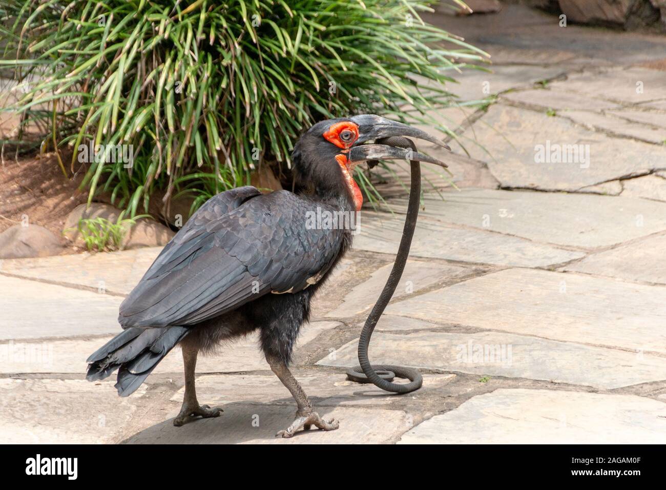 Una vista ravvicinata di una massa hornbill che ha prelevato un serpente di gomma per dimostrare che cosa mangiano e vi di alimentazione o di cattura di un serpente Foto Stock