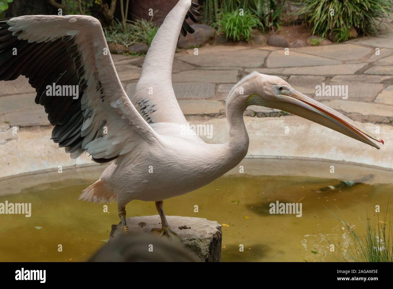 Una vista ravvicinata di un bambino pelican sbattimenti le sue ali pronte a prendere il volo Foto Stock