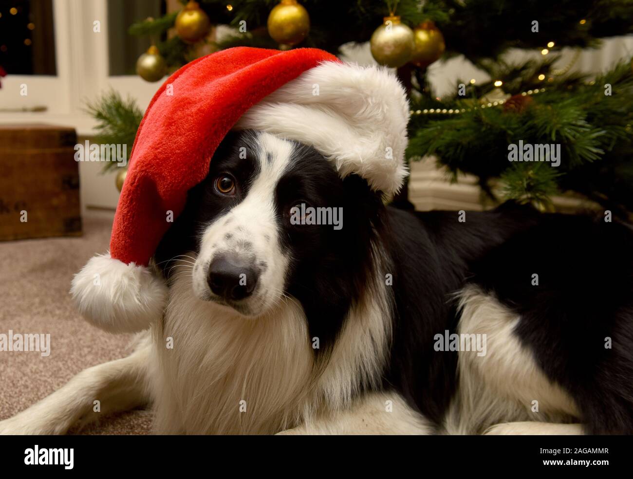 Border Collie cane che indossa un cappello da Babbo Natale per Natale Foto  stock - Alamy