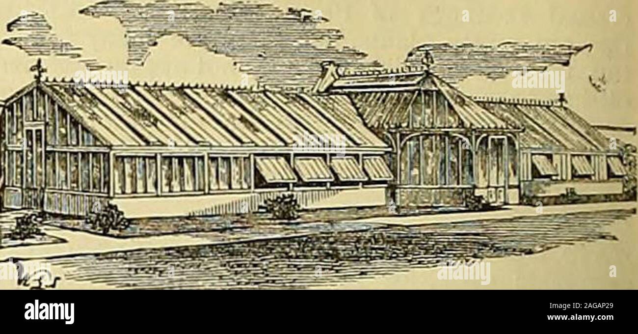 . I giardinieri' cronaca : un settimanale illustrato ufficiale di orticoltura e allied soggetti. ¥. RAMSEY, FARRINGDON Glass Works, London, EC. Il brevetto RICHARDSONS edifici orticola. Illustrazioni, i listini dei prezzi e le testimonianze libero. Apparecchiatura Hot-Water fissata in qualsiasi parte di theKingdom e garantito. Primo premio medaglia al Grand International HorticulturalExhibition, Manchester. Inviare per indicazioni di W. RICHARDSON & CO., orticole costruttori & Hot-Water Engineers,Darlington. Foto Stock