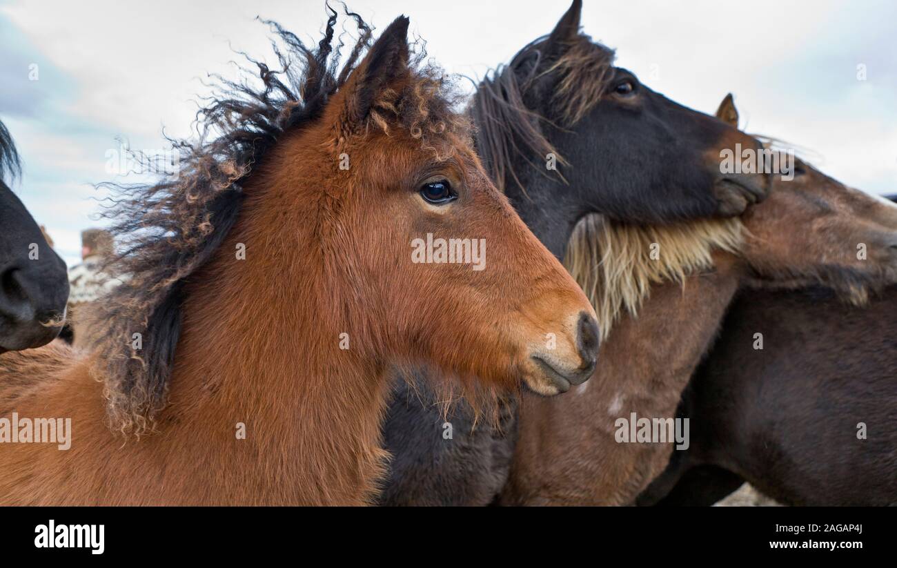 Cavallo islandese raccolta, Islanda Foto Stock