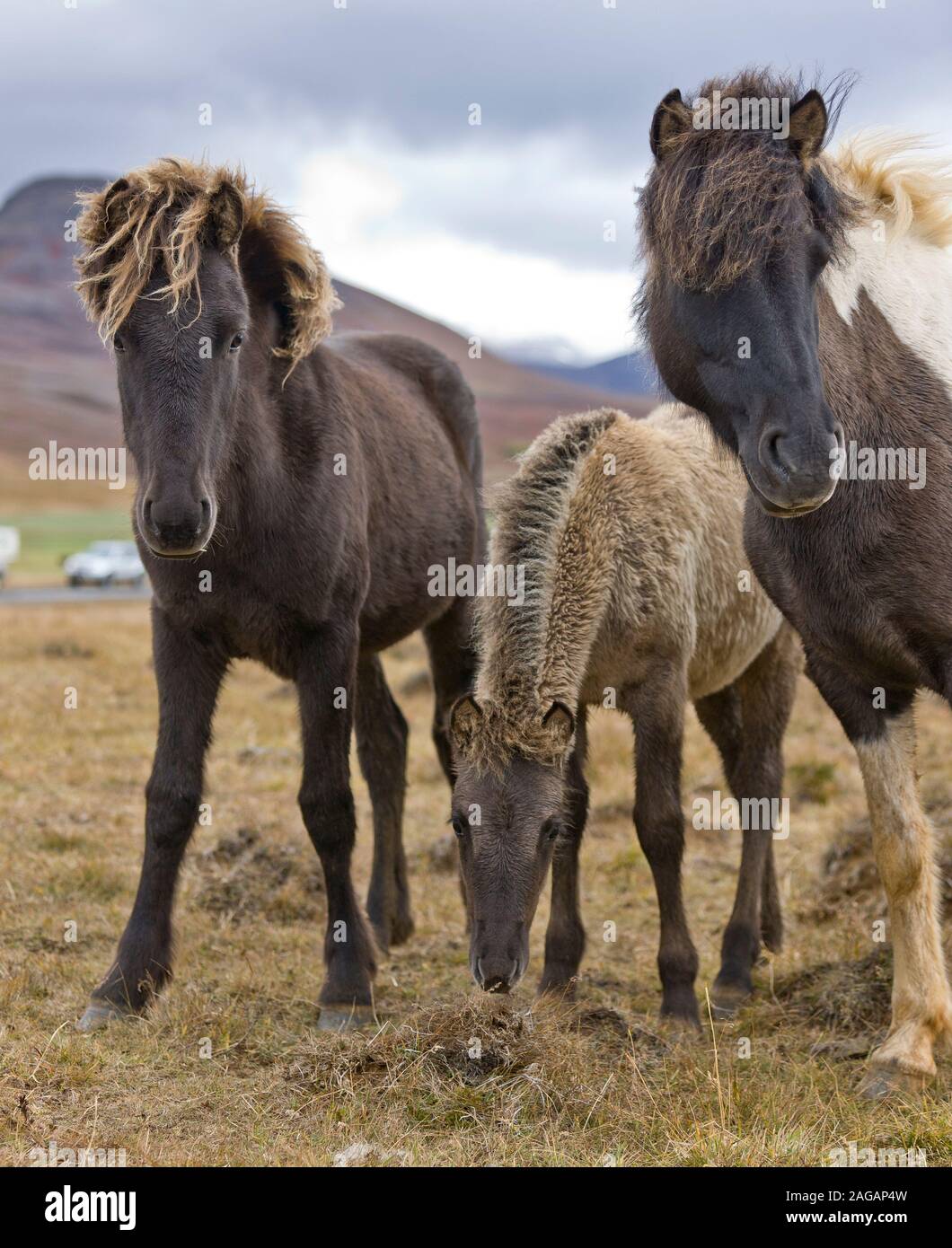 Cavallo islandese raccolta, Islanda Foto Stock