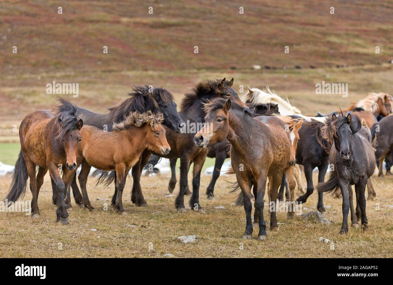 Cavallo islandese raccolta, Islanda Foto Stock