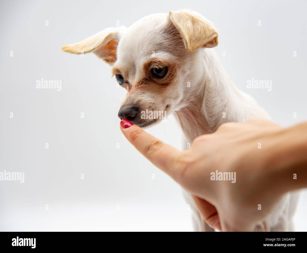 Un piccolo cane bianco e il dito indice di una donna a mano il cane al naso. Foto Stock