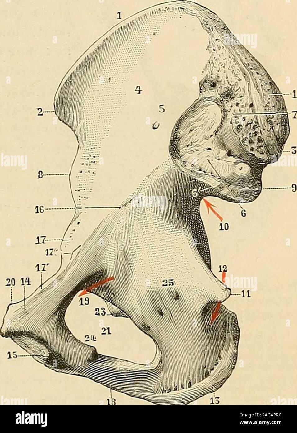 . Traité d'anatomie humaine : anatomie descrittivo, histologie, développement. pu-biennè, occupée à létat frais par lenerf et les vaisseaux obturateurs. Sur le bord supérieur du trou,au-dessous de léchancrure ischio-pubienne de la cavité cotyloïde, sevoit onu petit tubercule plus oumoins saillant ifig. 232,28) : cest cotyloidien letubercule ou ischio-pu-bien externe (Vernéau), ainsi appelépar opposizione à une autre saillie(fig. 232, 29), qui est située sur lebord inférieur du même trou et quelon désigne sous le nom de tuberculeischio-pubien interne. Ces deuxtubercules inserimento donnent à. destr Foto Stock