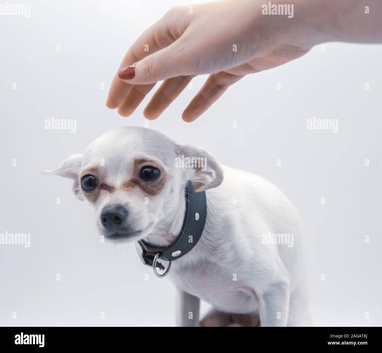 Un piccolo cucciolo in un collare nero e una donna di lato Foto Stock