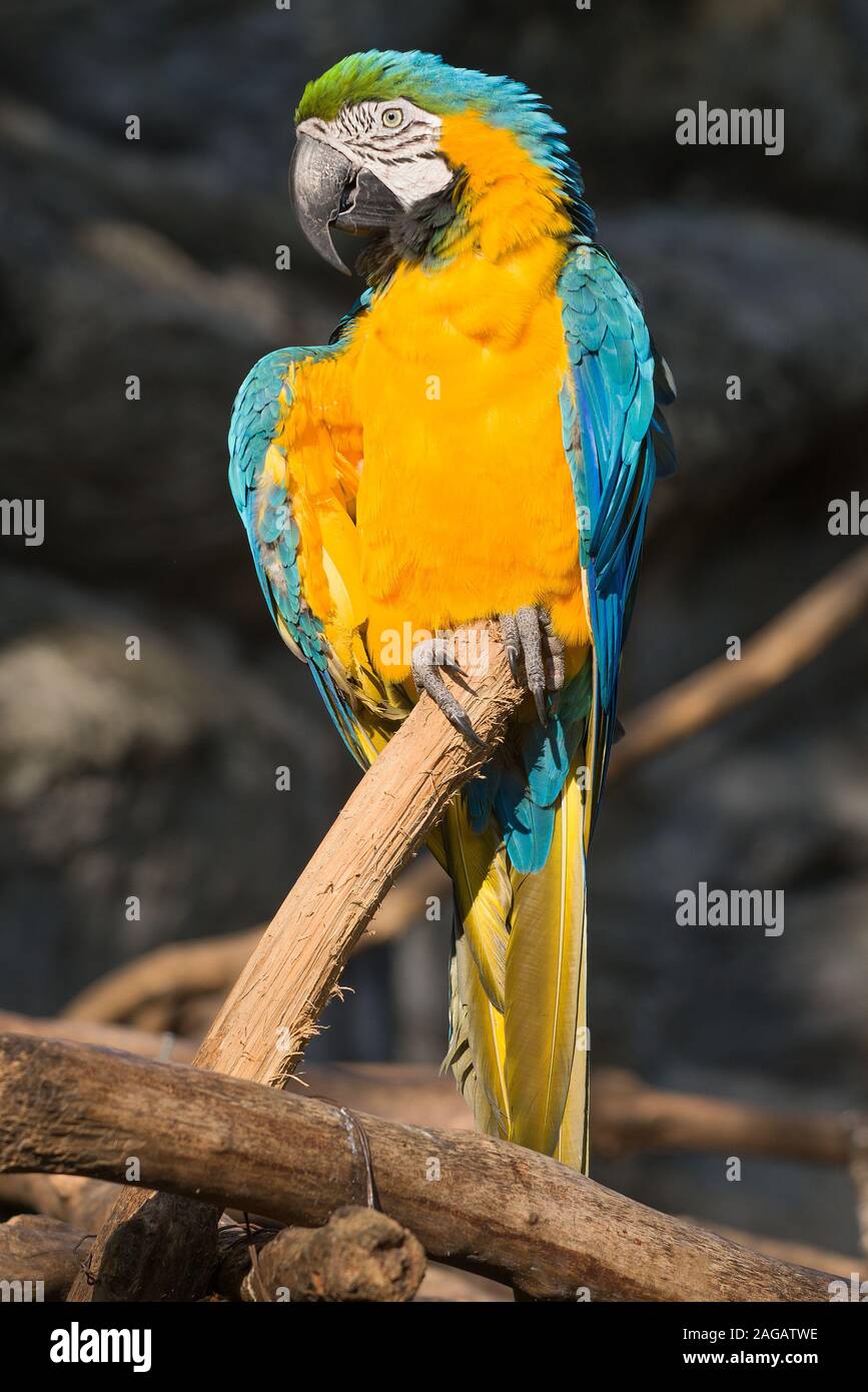 Seduto blu-giallo Macaw (Ara ararauna) close-up Foto Stock