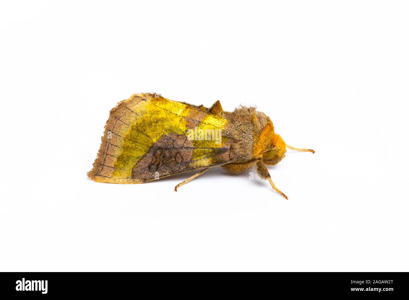 Ottone brunito tarma Diachrysia chrysitis, Catbrook, Giugno. Famiglia Noctuidae. Foto Stock