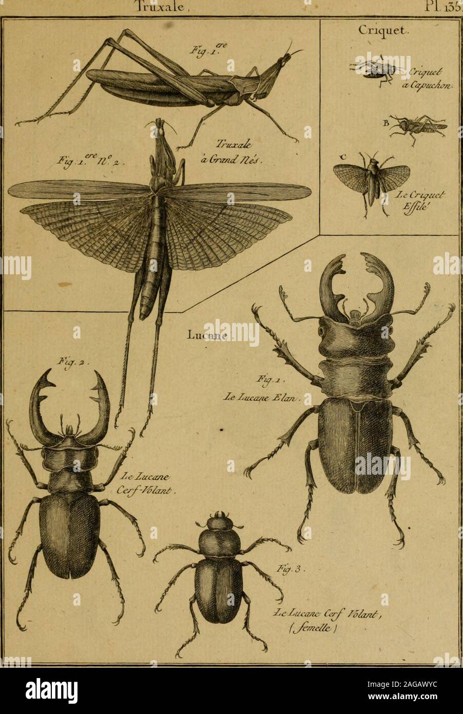 . Encyclopédie méthodique : Histoire Naturelle. Iu7.5. IJij/Ol/e /lalu/L//c: //tJecàeJ. J^cVMrj^^ir^js/ ru.xal Pli5&,. //Ij/û^/r /Iaàirc//c^ j/uccâu. Lucaue -Le J-iUcane. ^ Pi. MI56 /&LT;? /.Ucane JiiJûn Foto Stock