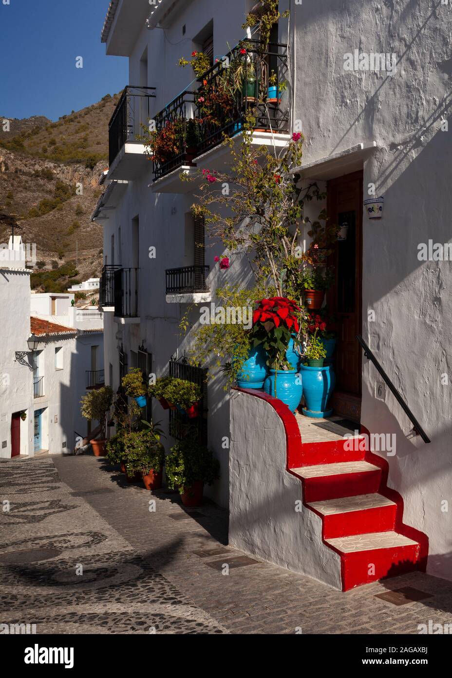 Poinsettias nel modellato di una strada a ciottoli nella parte vecchia del villaggio bianco di Frigiliana in tipico stile Andalucían, provincia di Malaga, Spagna Foto Stock