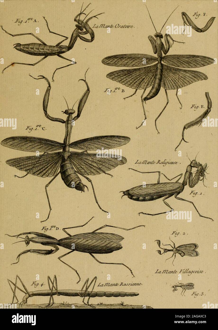 . Encyclopédie méthodique : Histoire Naturelle. Hijto/re //b/z/zW/e //a,cc/cj itajite . Pli34. Iu7.5. IJij/Ol/e /lalu/L//c: //tJecàeJ. J^cVMrj^^ir^js/ ru.xal Pli5&, Foto Stock