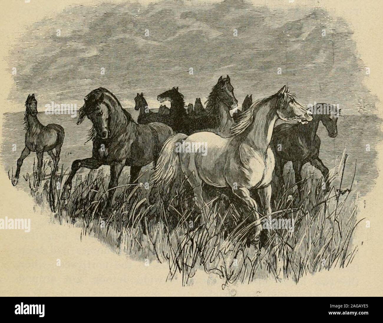 . Il nostro paese: West. ay, quattro dei cavalieri,con loro coperte legato dietro le selle, sinistra camp andascended la valle al posto del creek bottomwhere le piste dei cavalli selvaggi che è venuto a bere in themorning e fresco della sera erano più spessi. Distacco oneman in vista del bere-piscina, gli altri hanno preso il positionsdown vStream circa un miglio di distanza, in tali posizioni chela cavalli non poteva bere senza essere visto. Il loro scopo era quello di mantenere i cavalli selvaggi di ottenere adrink quella sera o la mattina successiva in modo tale che sull'morrowsrun sarebbero in una situazione di grande svantaggio, Foto Stock