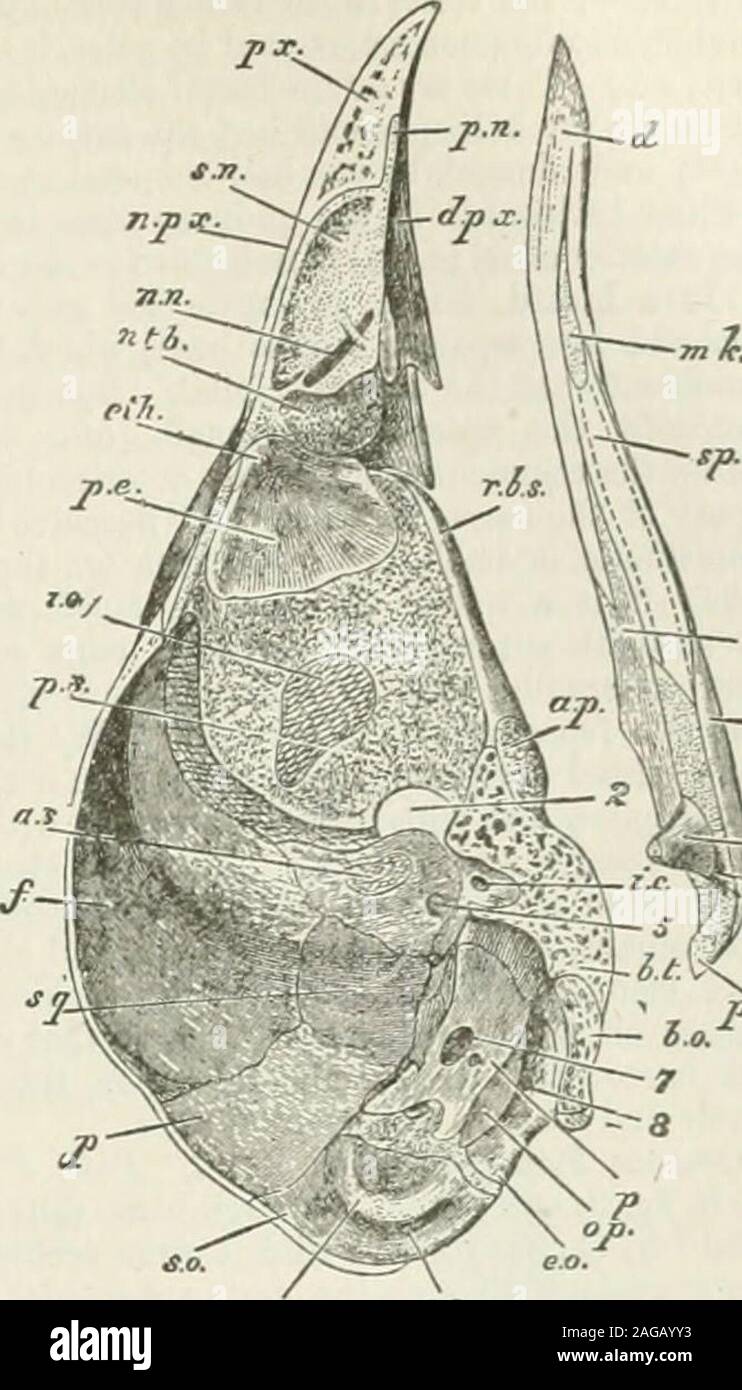 . L' Enciclopedia Britannica; ... Un dizionario delle arti, scienze e letteratura generale. st-orale si avvolge per rendere tutti i lowerend gran parte della ganascia superiore,-ci sono nella parte più esterna partedella maxillo-palatine processo tre ossa formata su eachside, come abbiamo visto. Il primo di questi è il osseo mascellare ittiche {mx.),con un piede ossee, che cresce verso l'interno e all'indietro in maniera alalcate, per articolare con i lati della prua-quelladelle vomer. Questi sono i maxillo-processi palatina{mx.p.) dietro il mascellare, sovrapponendosi alle sue jugal pro-cesso è il styloid jugal (/) ; e dietro questo, Foto Stock