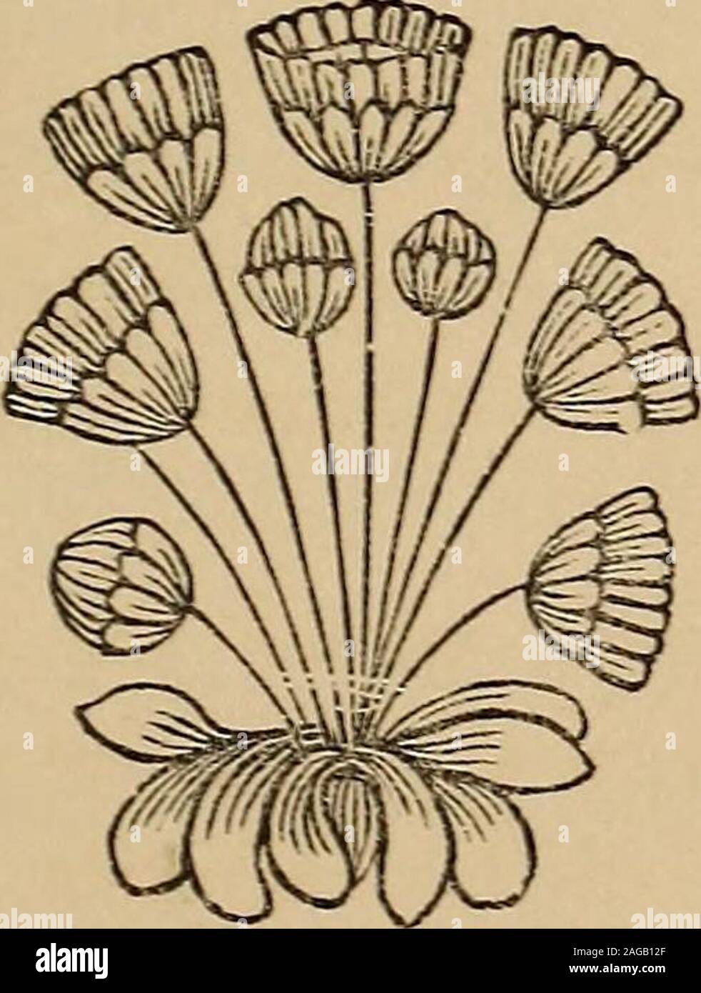 . Le varie opere in prosa e in versi di Sir Thomas Overbury, KNT.. Caratteri. 169 è un'immagine (reall o personali!) quaintly drawne,in vari colori, tutti di loro heightned da oneshadowing. Si tratta di un quicke e soft touch di molte stringhe, allshutting fino in uno musicall vicino : è l ingegno descanton qualsiasi plaine song.. Foto Stock