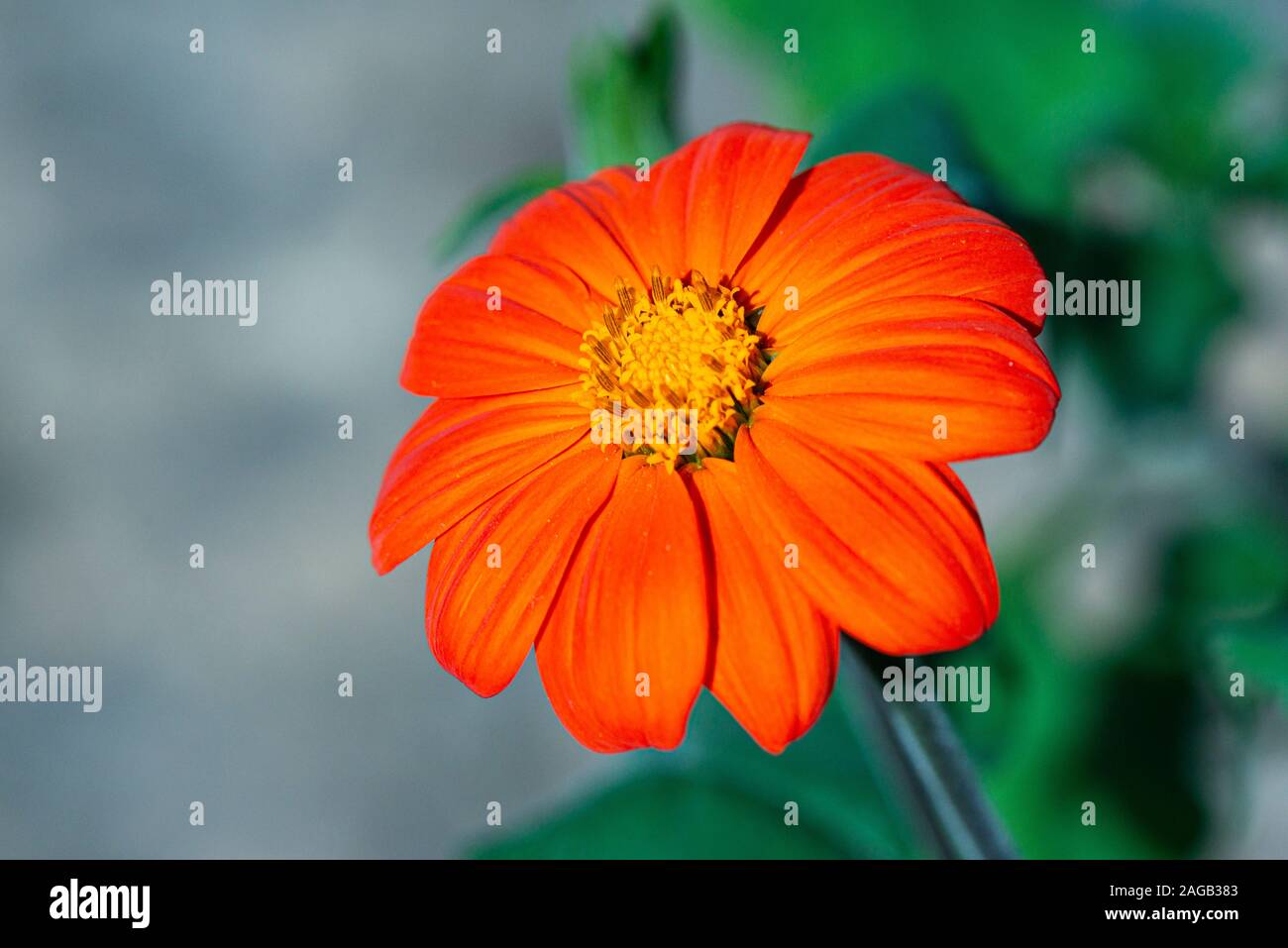 Un fiore di zinnia arancione Foto Stock