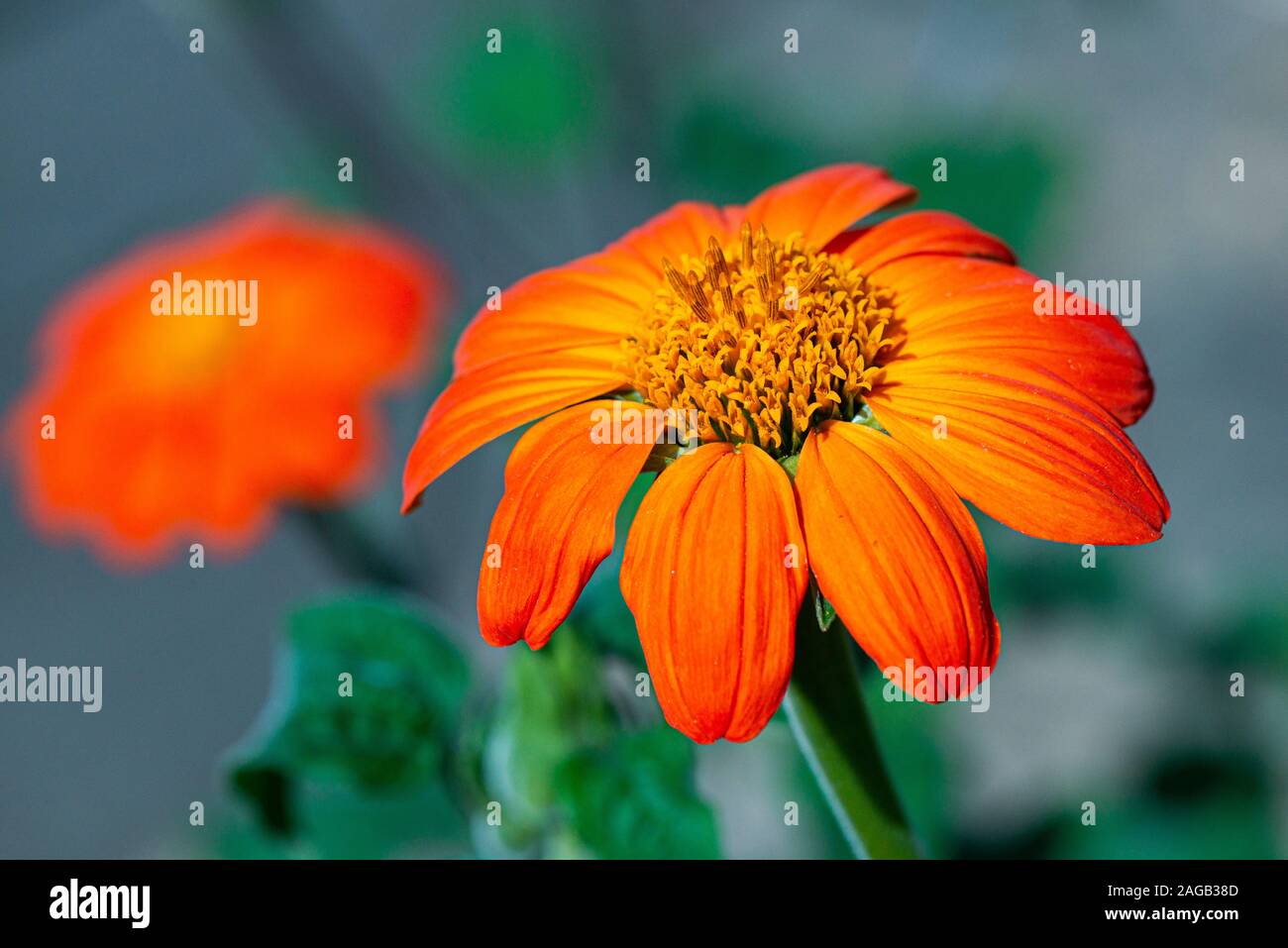 Un fiore di zinnia arancione Foto Stock