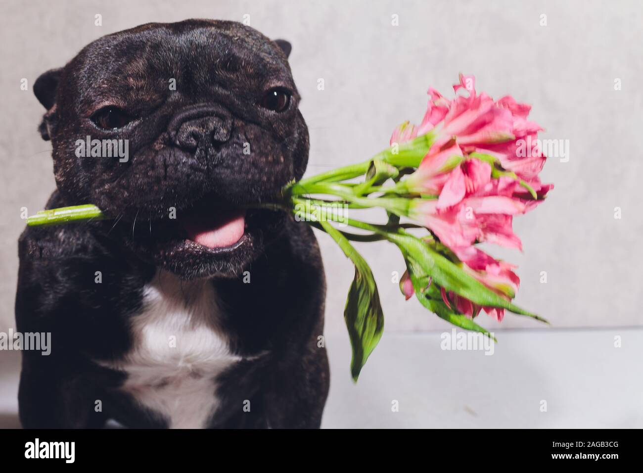 Divertente cane con un fiore nella sua bocca. Bulldog francese cucciolo. Fiore colore rosa della Rosa Foto Stock
