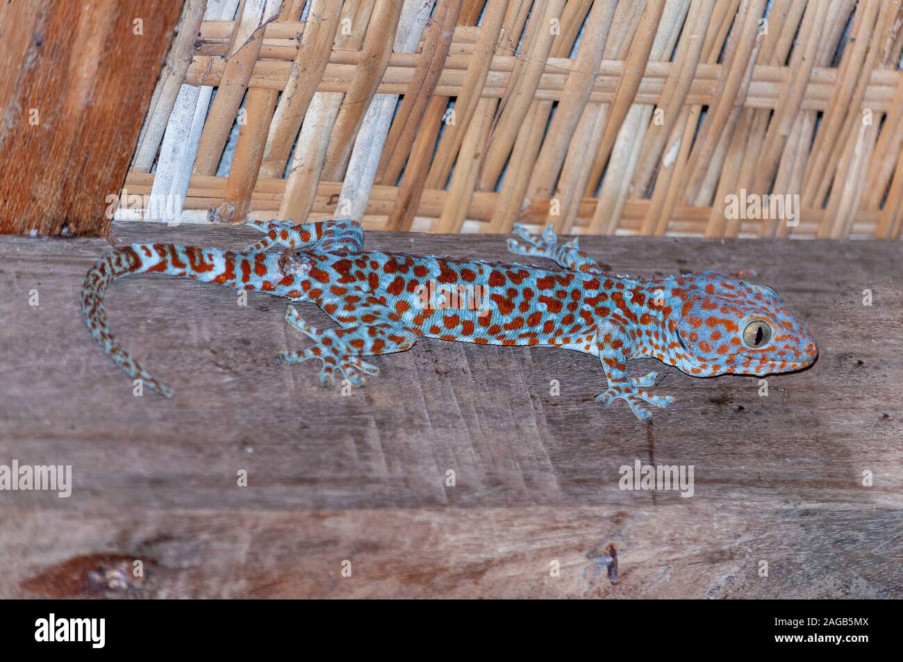 Ripresa ad angolo alto di Gekkonidae rettile con puntini arancioni accesi una superficie grigia Foto Stock