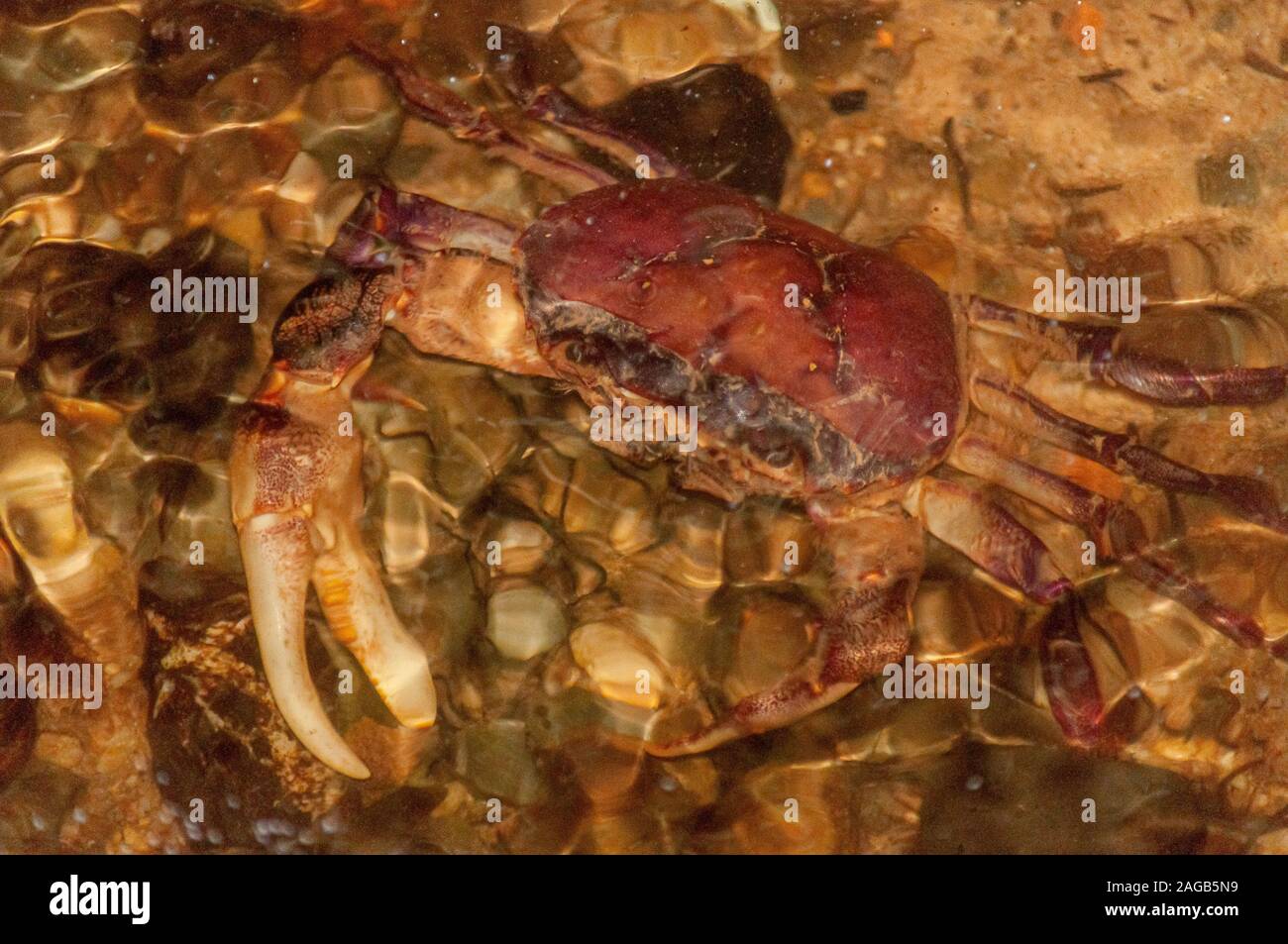 Colpo di closeup di un granchio sotto l'acqua limpida - grande per un articolo sulla vita subacquea unica Foto Stock