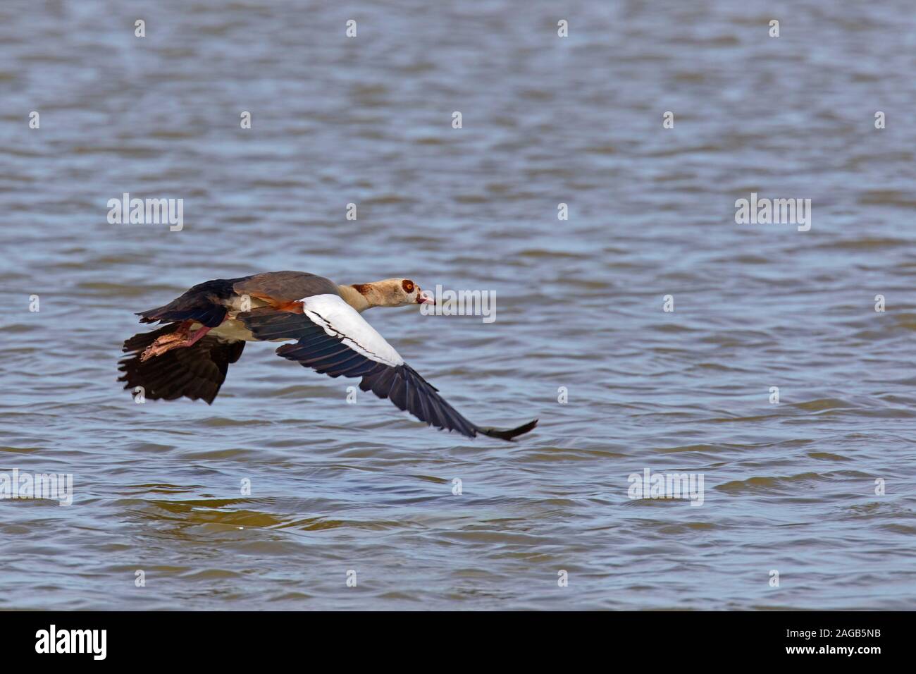 Oca egiziana (Alopochen aegyptiaca / Anas aegyptiaca) in volo sopra l'acqua, nativo in Africa a sud del Sahara e della Valle del Nilo Foto Stock