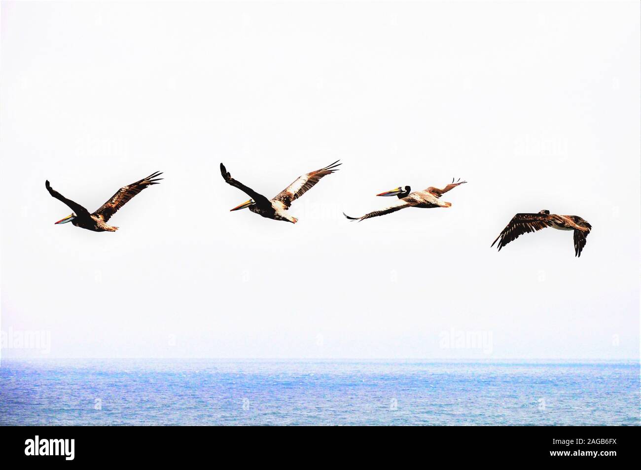 Bellissimo scatto di un gregge di uccelli marini settentrionali che volano sopra il mare sotto il cielo limpido Foto Stock
