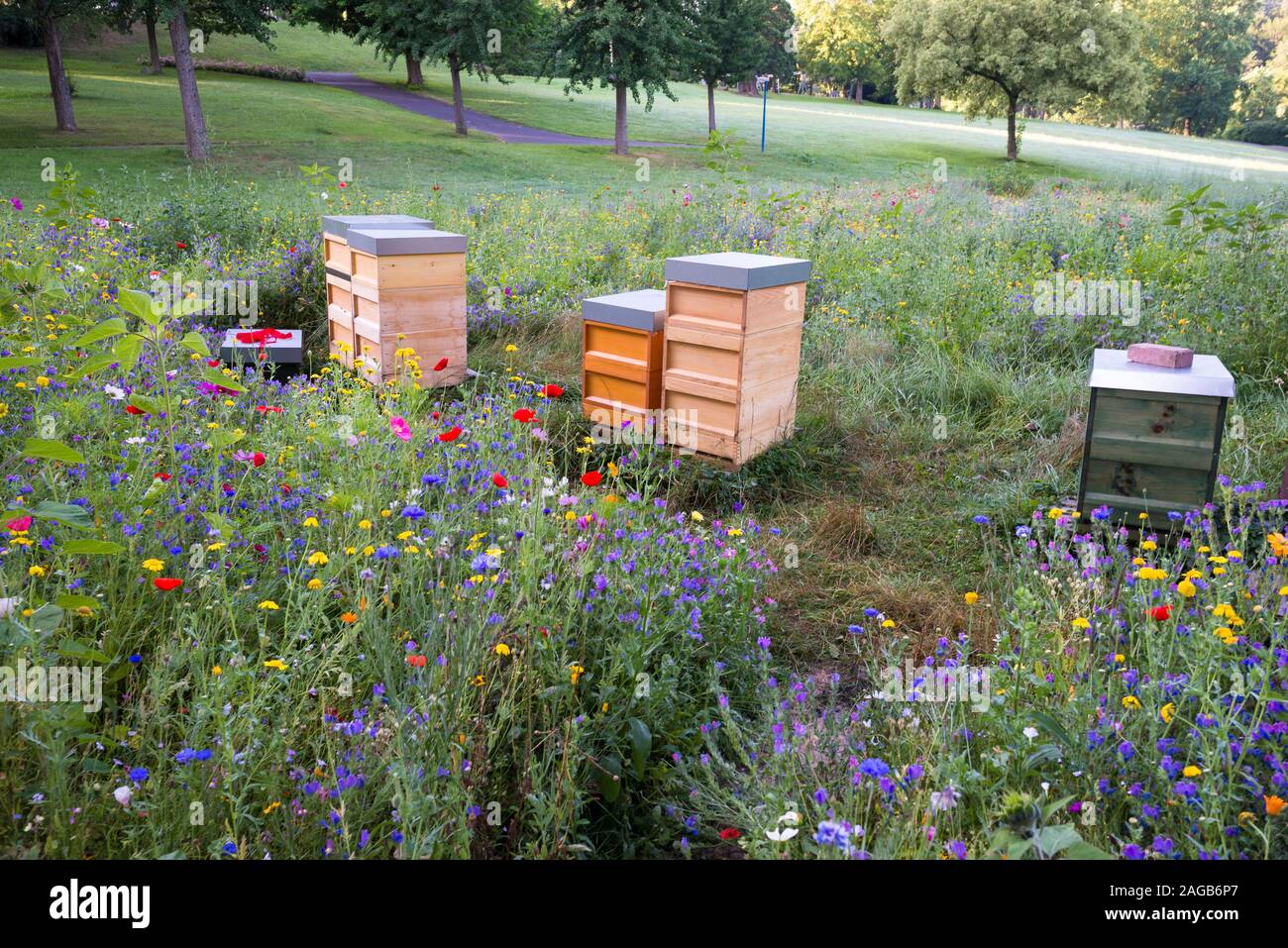 Legno alveari di api in un campo di fiori selvatici Foto Stock