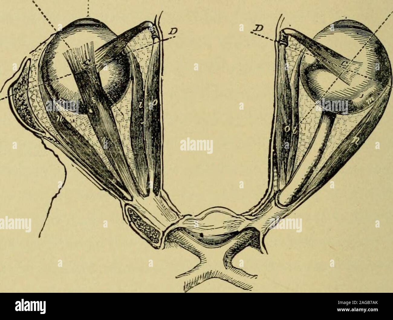 Umore acqueo immagini e fotografie stock ad alta risoluzione Alamy