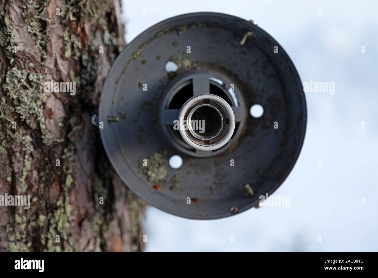 Titolare dove una lampada deve essere montato accanto a un albero nella foresta Foto Stock