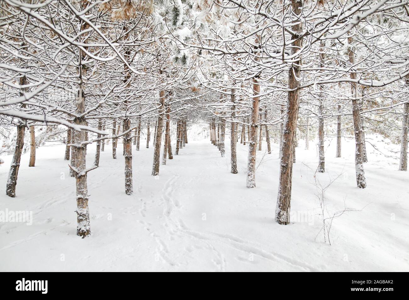 Alberi e Orme nella neve bosco invernale Foto Stock