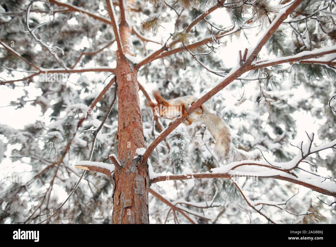 Scoiattolo rosso è seduta sul ramo del pino in inverno boschi innevati su tempo di Natale Foto Stock