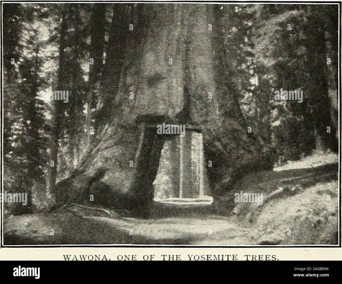 . San Nicola [numero]. dall'autore. Da Maria HOWELL età (II). Una parte di noi a sinistra il grande albero svincolo sulla principale strada di Yosemite, a cavallo, a circa nove oclock, per trascorrere la giornata tra i grandi alberi. Dopo un ripido di quattro miglia abbiamo raggiunto il boschetto, per vedere quali gli alberi immensi che non abbiamo mai potuto dimenticare loro. Essi ST. NICHOLAS LEAGUE. 184 sono certamente meraviglioso e molto bella; vi è noquestion circa che. La loro corteccia ha una bella golden-sfumatura marrone quando il sole splende su di esse e in babou sono un ricco rosso-marrone. Quando abbiamo raggiunto il Grizzly Giant, che è detta tobe t Foto Stock