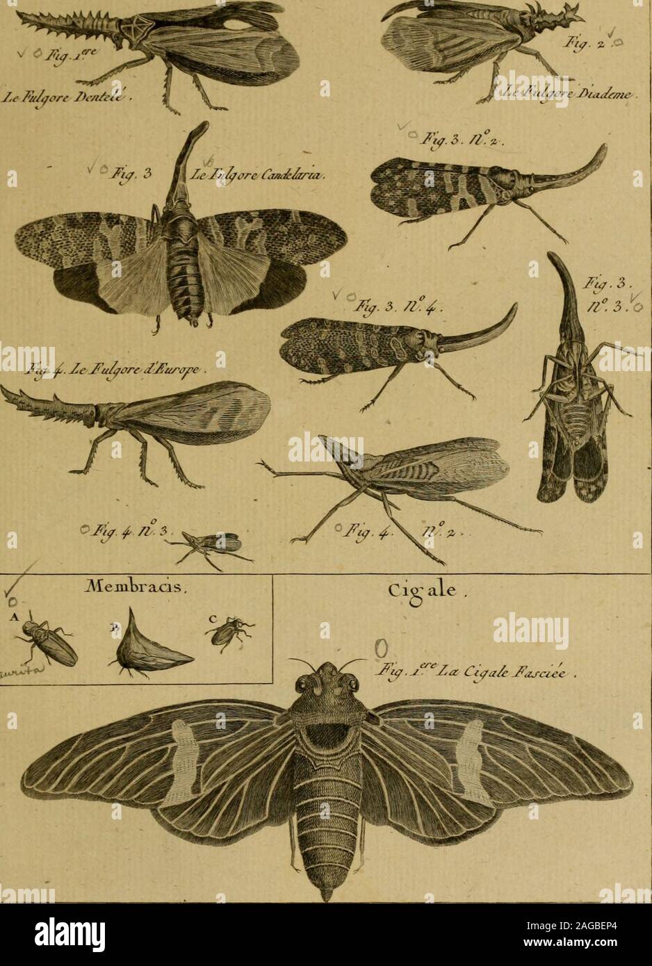 . Encyclopédie méthodique : Histoire Naturelle. Hhsfou^è /Laûa^e^ue^, ho/uec^ej. ^d/uvj A/cxcé. ! Ho Tiilg^ore . Pl.i 09.. Si. Il suo ire /7(x/u7^El/E, l/UCC/^j. Ci&lt;zal i&lt;iLe Pi n. Jia Ct^a-oe Jiort::^€ Foto Stock