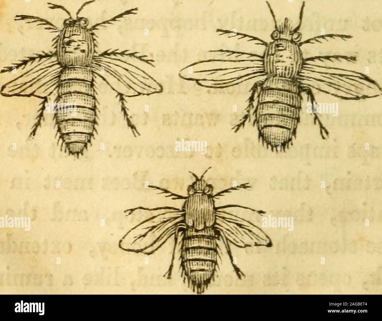. Aneddoti di notevole insetti : scelto dalla storia naturale, e intervallati con la poesia. ee è si è rivolto a Daun affamato compagno. Come l'unico managesto comunicare la sua vuole l'altro essa isperhaps impossibili da scoprire. Ma il factis certo che quando due API di soddisfare in thissituation, essi reciprocamente si arrestano e la onewhose stomaco è pieno di miele, si estende itstrunk, apre la sua bocca e, come un ruminat-ing animale, forze fino il miele che 70 API. cavitj. L affamato Bee, con il punto ofits tronco, aspira il miele dal othersmouth. Quando non si è fermato su strada, theBee procede Foto Stock