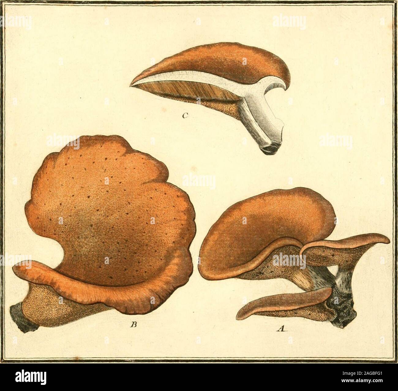. Herbier de la France; ou, raccolta complette des plantes indigenes de ce royaume; avec leurs proprits, et leurs usi en medecine. u piolet, une 2o y detamines A.. 3pi<ftil. /Tv tuj. /, .I-.W/ rttte^r de 2 t^raineif dej^rinee^r un ta lûupe jUua une varteiea/ieursrout^eutrea etlute tutt/e dont tej- ii^Àv ileiT ,^ /UE(//e^f •font très étroits. ^ Le parti NUisiliij.S;^ lleurj;/eudlec&LT;; racinej-. (IVALITKS tre,s- acri. EFFET S; în/ltimmation des t/euec.de Li Linaue etdeeilèvres, vomissemens, oer{IC/ES, délire, fureur, RKMEDK S ; seJaire promptement vomir, sil v a moins Je deuec lieures, Foto Stock