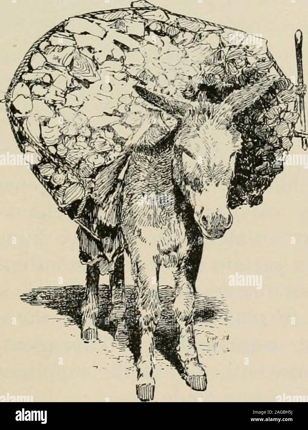 . Il nostro paese: West. f i suoi compagni, shyingfrom la strada, racing follemente in anticipo o in ritardo lazilybehind, o di fare qualcos'altro per portare su di sé thelash e i rimproveri del suo padrone. ROCKY MOUNTAIN BURROS. 89 Egli ha fatto così tanto fastidio, e la sua influenza sulla restof il treno era così demoralizzante che Shaggy è stata finallydisowned dal suo maestro, e rivelò a turno per himselfin uno dei gulches attraverso il quale il treno era di passaggio. I figli di un minatore che vivono nella gulch adottato thisincorrigible animale, ed è auspicabile che, sotto influenze theirgentler, ha riformato a las Foto Stock