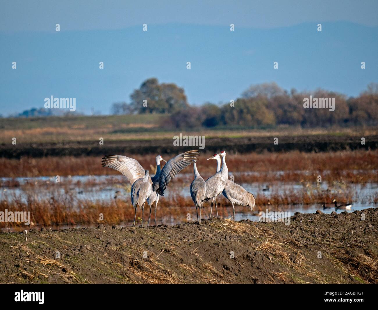 Sandhill gru di Staten Island preservare, California Foto Stock