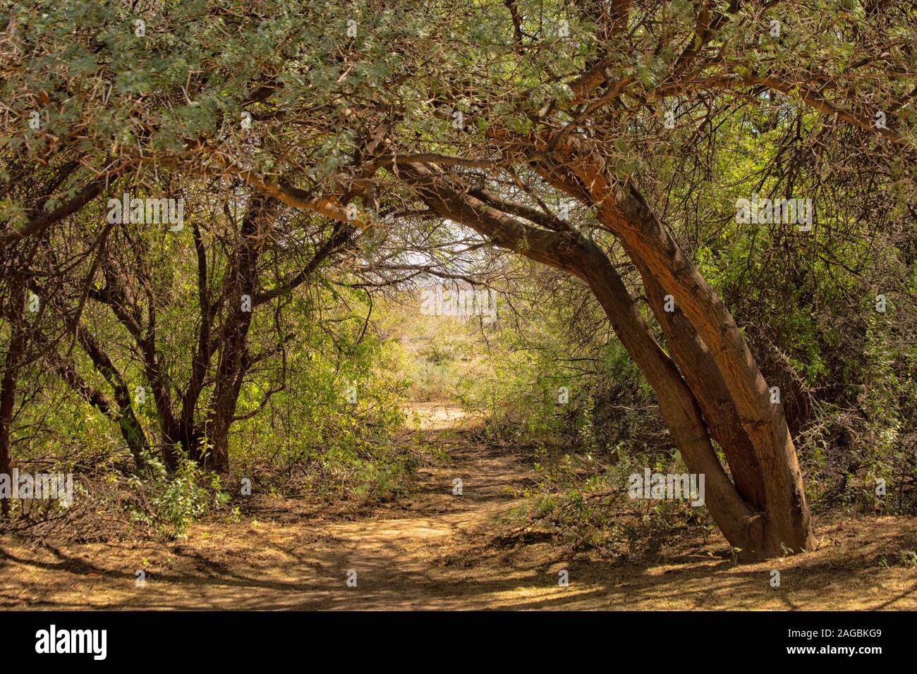 Vista della radura attraverso gli alberi Foto Stock