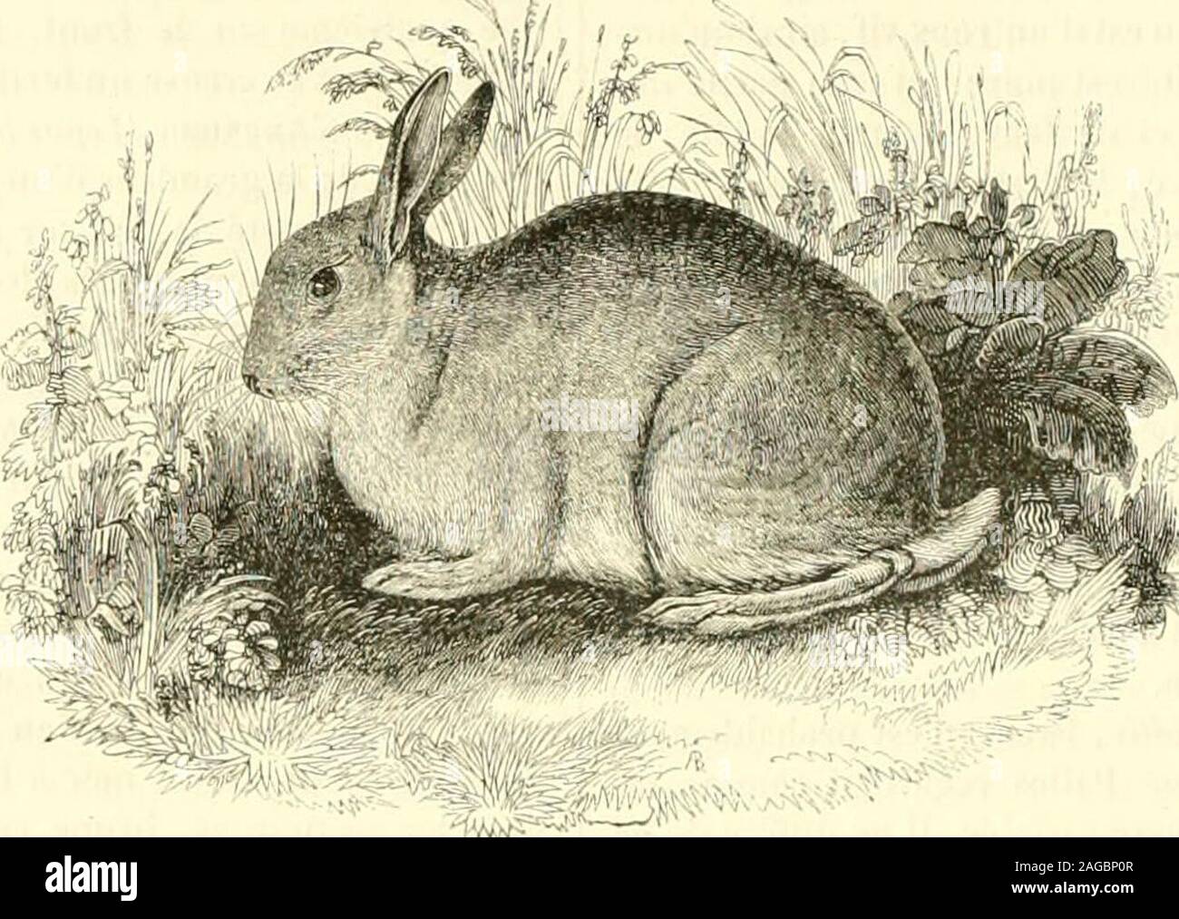 . Le Jardin des plantes : descrizione. ent de coda, et leurs clavicules sont pres-que complètes ; la femelle de quatre à sei mamelles. que sept pouces (0,189) de longueur; figlio pelage est épais, fin,très-doux, dun grisâtre fauve, mélangé de brun et de gris; ledessous du corps est dun blanc vendita, avec la gola, les lèvres etle nez tout à fait blancs; les oreilles sont un peu triangulaires,bordées de blanc. 11 habite les parti méridionales des montsDurais, et vit solitairement dans un terrier quil se creuse sur lalisière des bois, dans les cantoni fertiles et découverts. Il nensort que la nu Foto Stock